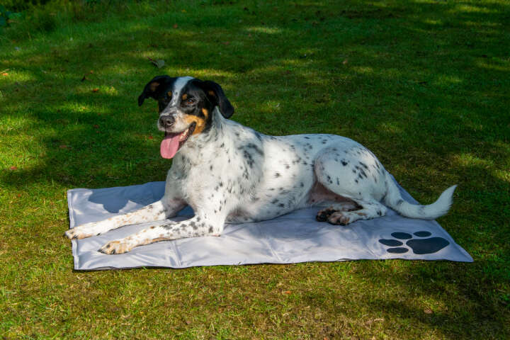 dobar Kühlmatte für Hunde mit Pfotenprint